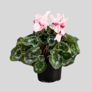 Cyclamen persicum WHITE 15cm