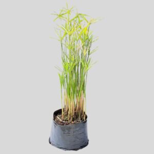 Cyperus gracilis POT