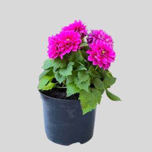 Dahlia Dalaya Assorted 17cm