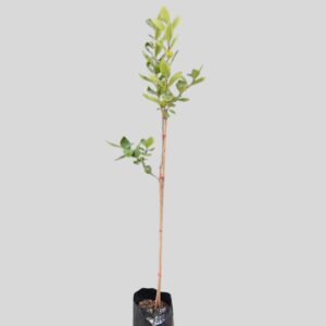 Dais cotinifolia 20lt