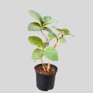 Dermatobotrys saundersii 15cm