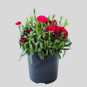 Dianthus Oscar 14cm
