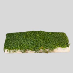 Dichondra Repens 128 Plugs