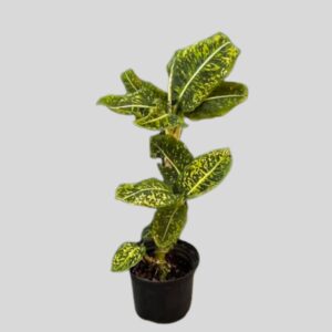 Dieffenbachia Alex 19cm
