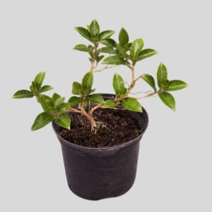 Dipladenia Asstd 17cm