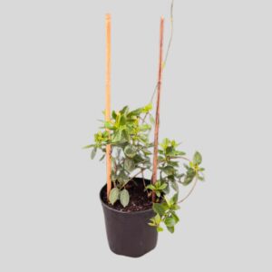 Dipladenia Diamantina Jade Red 17cm