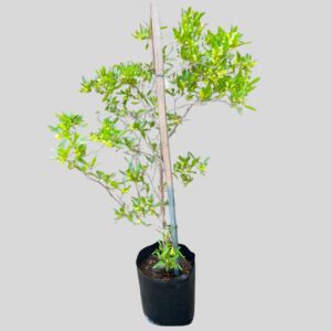 Dododnea angustifolia 20lt