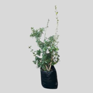 Dovyalis caffra 20lt