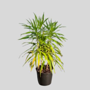 Dracaena Angazi Multi Stem 25cm