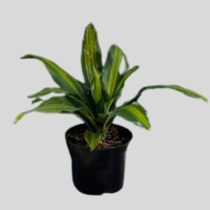 Dracaena Arborea 19cm