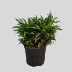 Dracaena Compacta 23cm