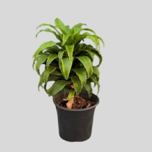 Dracaena Compacta Tip 15cm