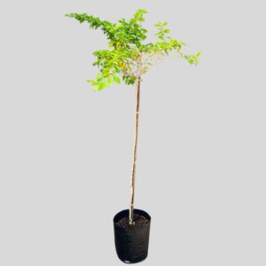 Duranta GOLD  STD 5lt