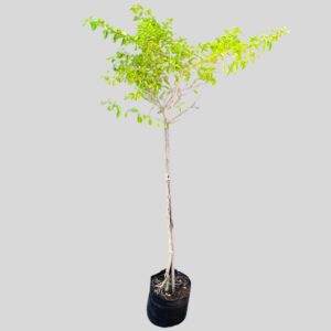 Duranta SHEENAS GOLD STD 10lt