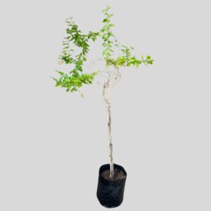 Duranta SHEENAS GOLD STD 10lt