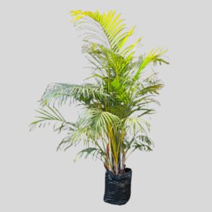 Dypsis Lutescens Bamboo Palm 20lt