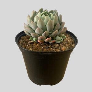 Echeveria 5.5 15cm