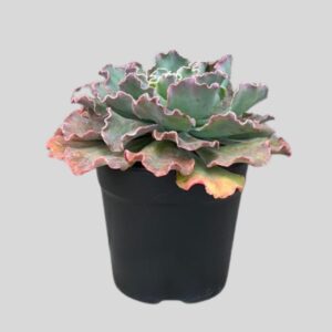 Echeveria BLUE CURLS 12cm