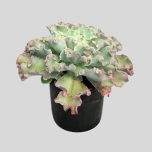 Echeveria Giant Blue 17cm
