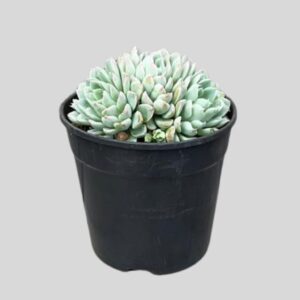 Echeveria Iria 12cm