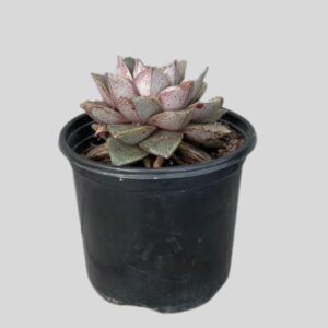 Echeveria purpusiorum 12cm