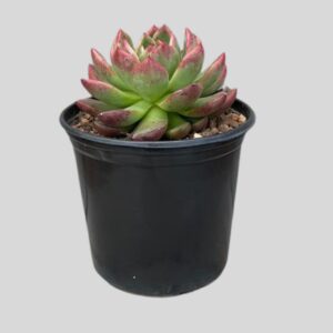Echeveria RED GILVA 15cm