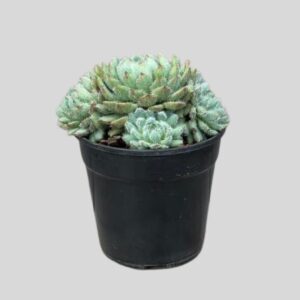 Echeveria setosa  12cm