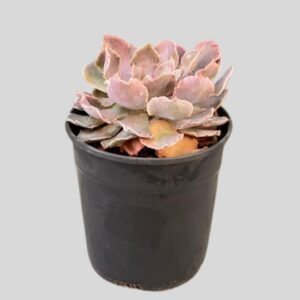Echeveria shaviana 12cm