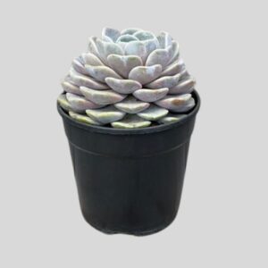 Echeveria TYNIE BURGER 12cm