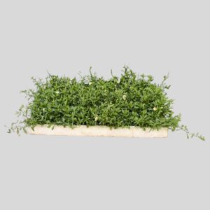 Erigeron karvinskianus 128plugs