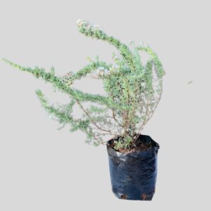 Eriocephalus africanus 3lt