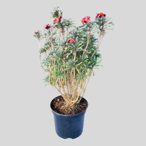 Erysimum linifolium 19cm