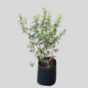 Escallonia IVEYI 10lt