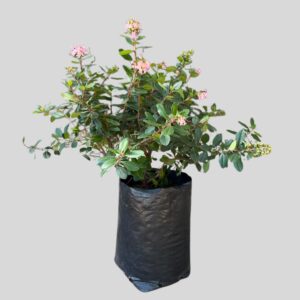 Escallonia PINK PRINCESS 10lt