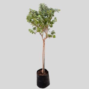Escallonia PINK PRINCESS STD 10lt