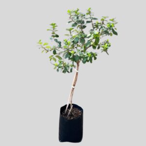 Escallonia PINK PRINCESS STD 5lt