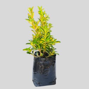 Euonymus Japonicus 4lt