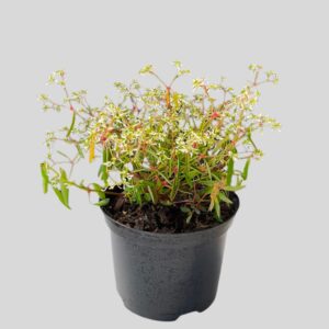 Euphorbia diamond frost 17cm