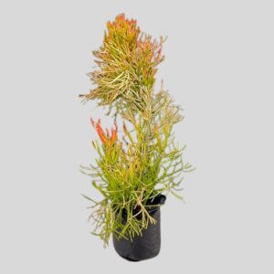 Euphorbia tirucalli 20lt