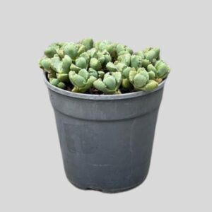 Faucaria tigrina 12cm