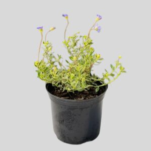 Felicia amelloides VAR 15cm