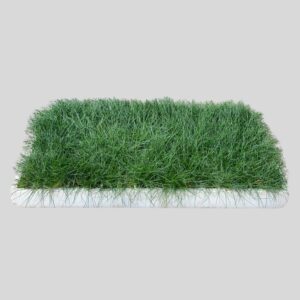 Festuca GREEN 128pack