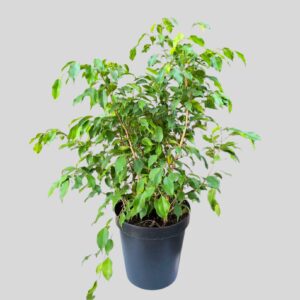 Ficus Benjamina  30cm