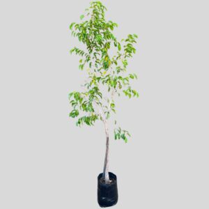 Ficus benjamina GREEN STD 10lt