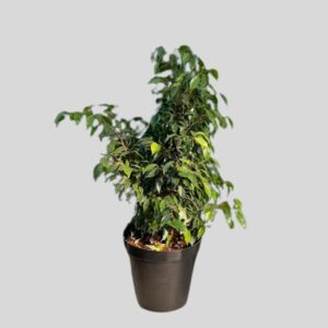 Ficus Benjamina Lemon Lime Bush 30cm
