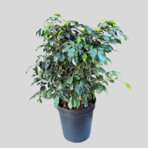 Ficus Benjamina Viviaan Bush 30cm