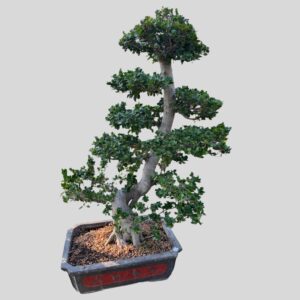 FICUS BONSAI MEDIUM