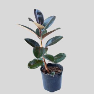 Ficus Elastica Belize 19cm