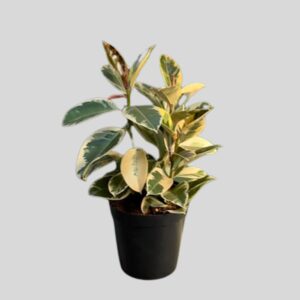 Ficus Elastica Robusta Asstd 30cm