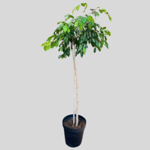 Ficus exotica STD 60lt